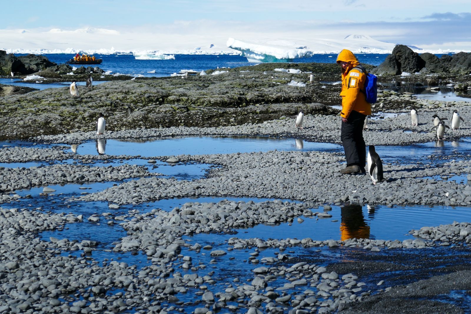 Traveler in a yellow parka watching penguins on a rocky Antarctic shore during a solo Antarctica cruise landing