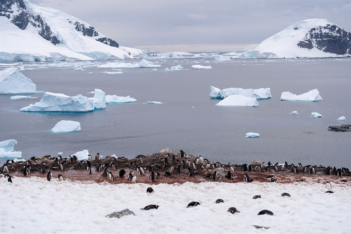 Penguins and icebergs in Antarctica